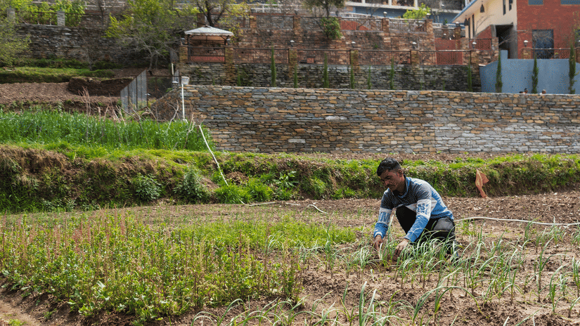Apple orchards Dhanachuli